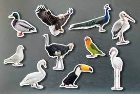 MAGNETICOS AVES